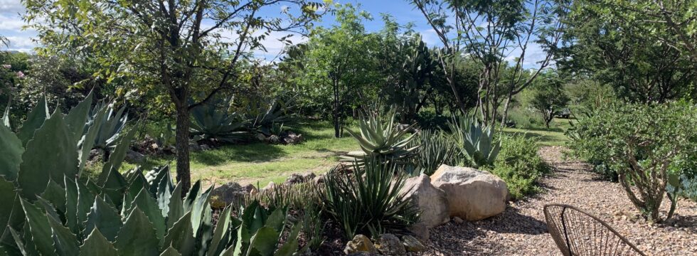 Rancho Luna Maguey garden